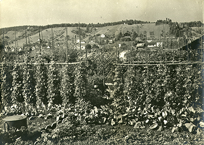 Altes Bild der Ackerwiesen